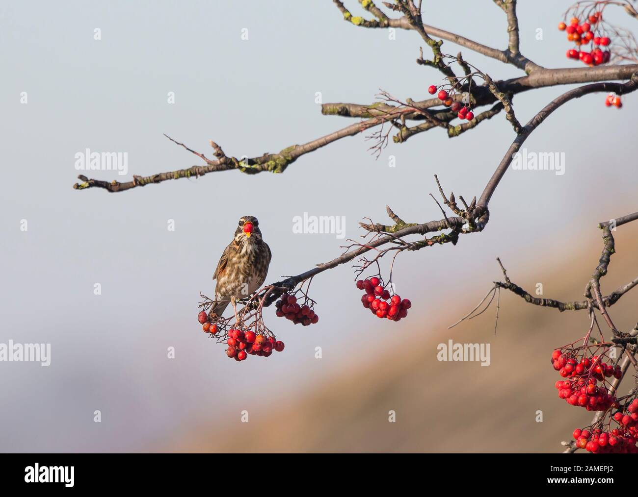 Nahaufnahme des wilden Rotwangenvogels (Turdus iliacus) im Freien, auf Baumzweig gehieselt, Beeren bei winterlicher Sonneneinstrahlung fressend. Britische Vögel. Stockfoto