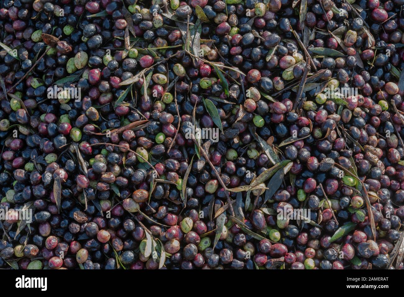 Olivenernte in Marokko für die Produktion von biologischem Olivenöl. Nahaufnahme von schwarzen, grünen und roten Oliven mit Blättern, ungewaschen und natürlich. Stockfoto
