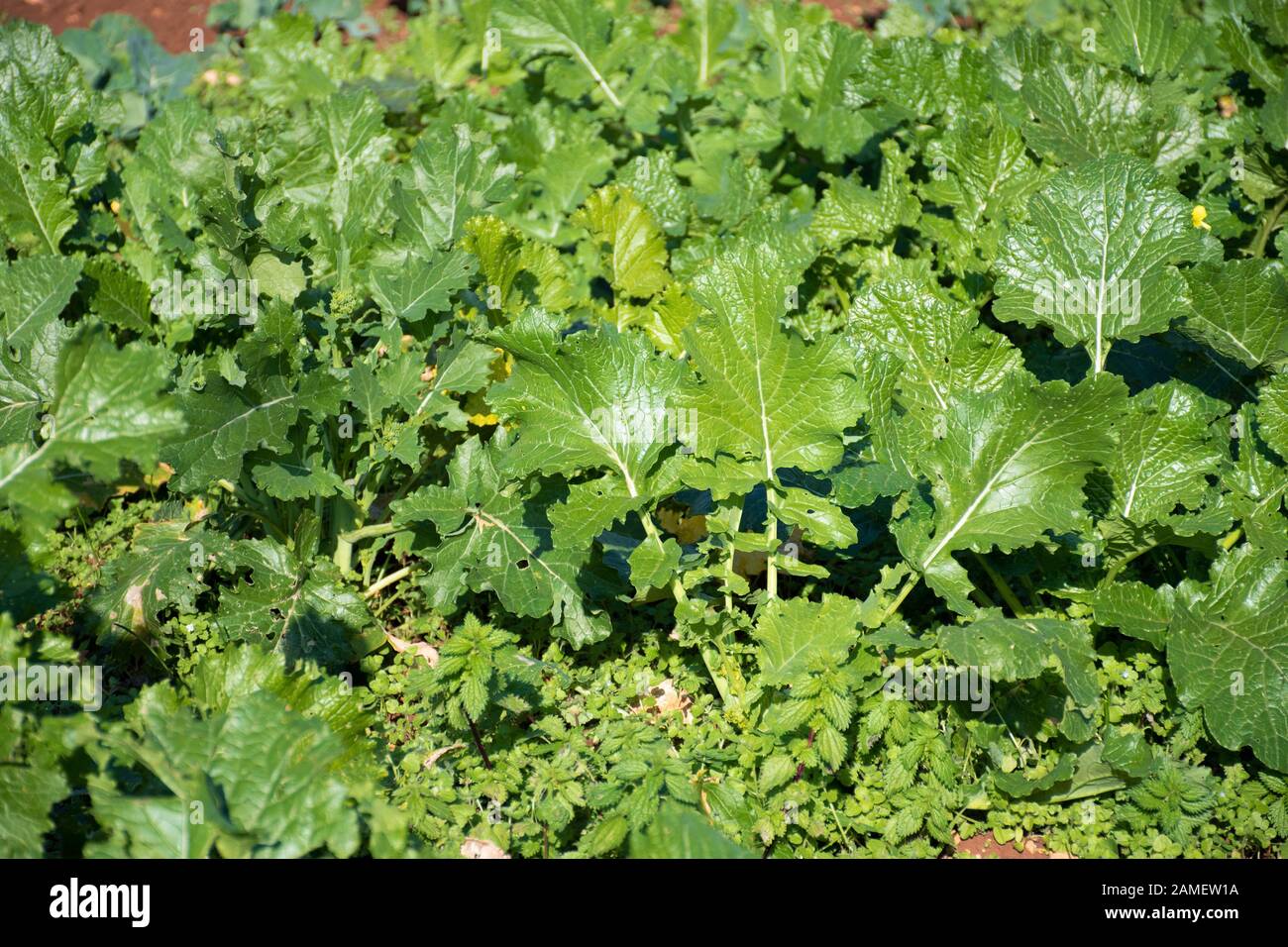 Cime di Rapa, rapini oder Brokkoli Rabe in einem Feld, grüne Gemüse aus der Familie der Kreuzblütler, veggies, mediterrane Küche Stockfoto