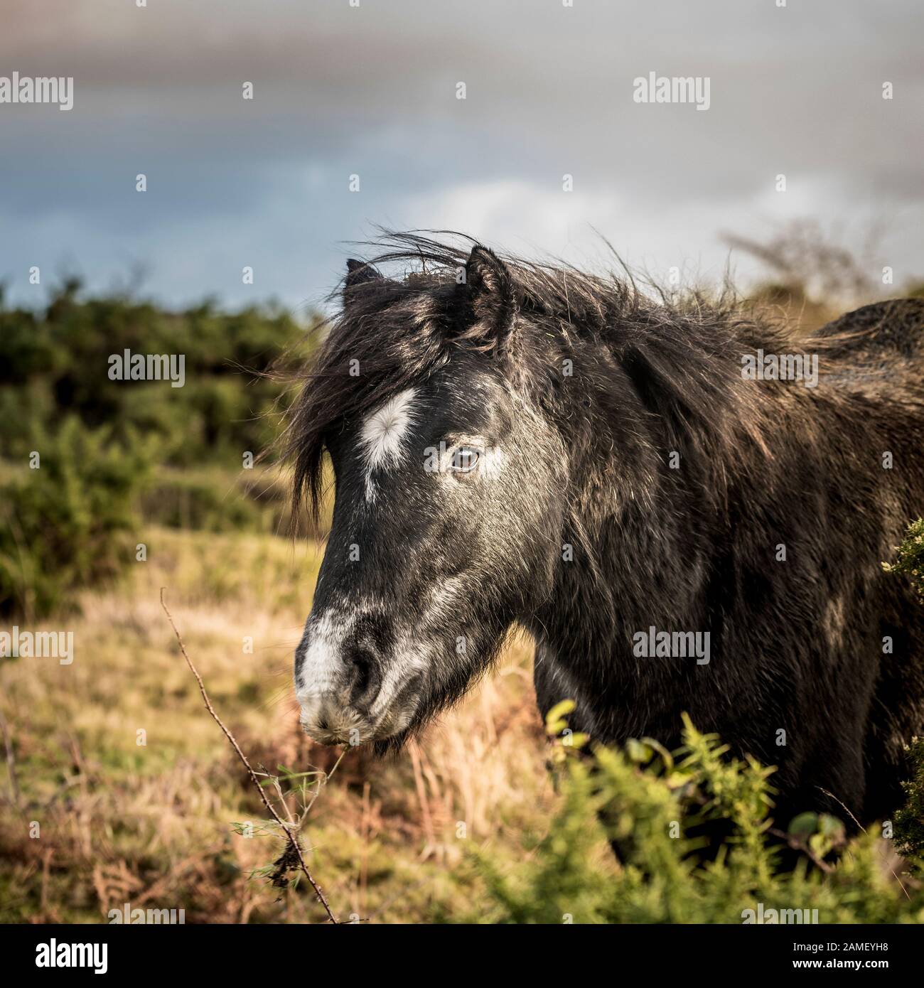 Wild Bodmin Ponys weiden auf Goonzion Abschreibungen auf Bodmin Moor in Cornwall. Stockfoto