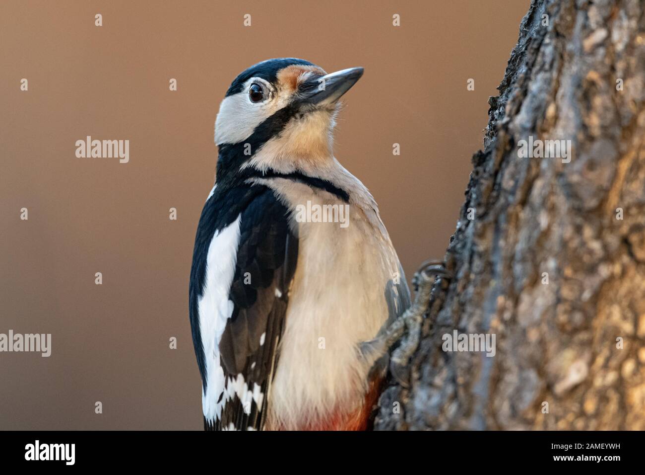 Ein männlicher großer Specht mit Punktmuster (Dendrocopos Major), der auf einem Baumstamm sitzt Stockfoto