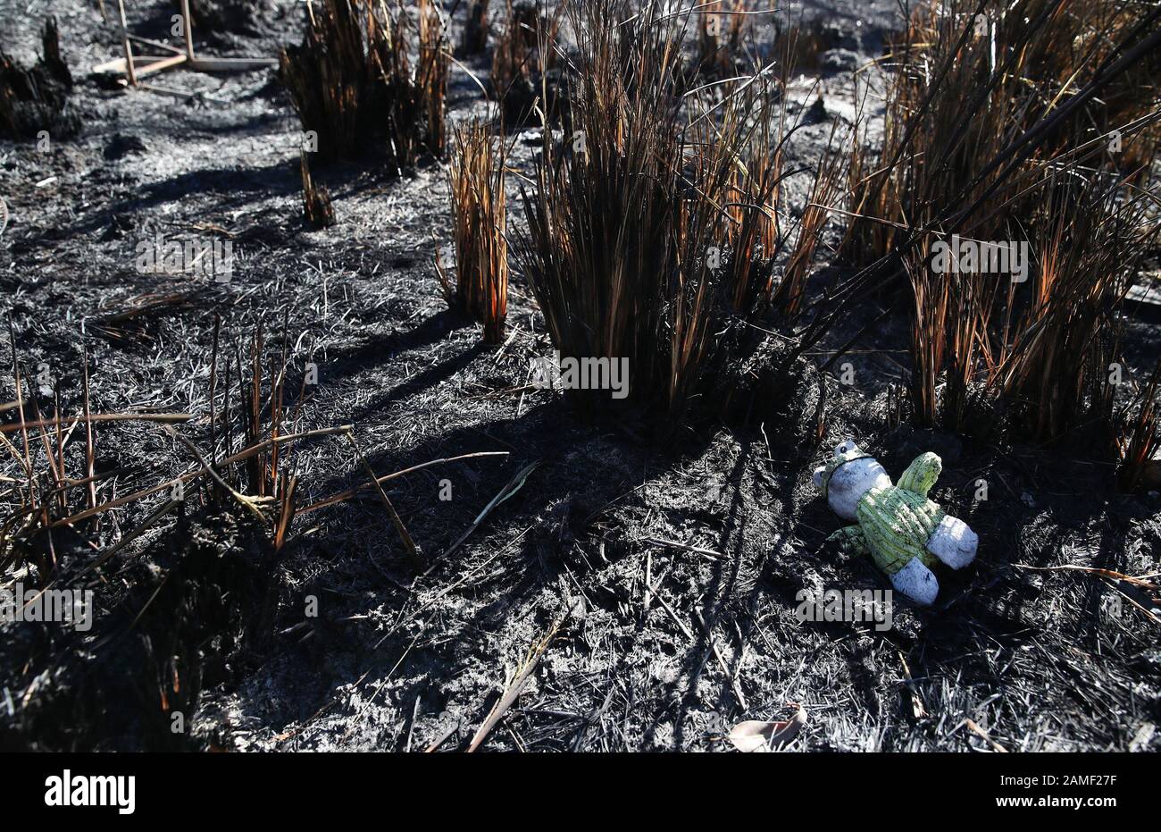 Peking, 10. November. Januar 2020. Eine Puppe liegt auf dem Feld, auf dem ein Bauernhaus von Buschbränden in der Nähe von Newcastle, New South Wales, Australien, 10. November 2019 verbrannt wurde. UM MIT XINHUA SCHLAGZEILEN VON JAN ZU GEHEN. 13, 2020. Kredit: Bai Xuefei/Xinhua/Alamy Live News Stockfoto