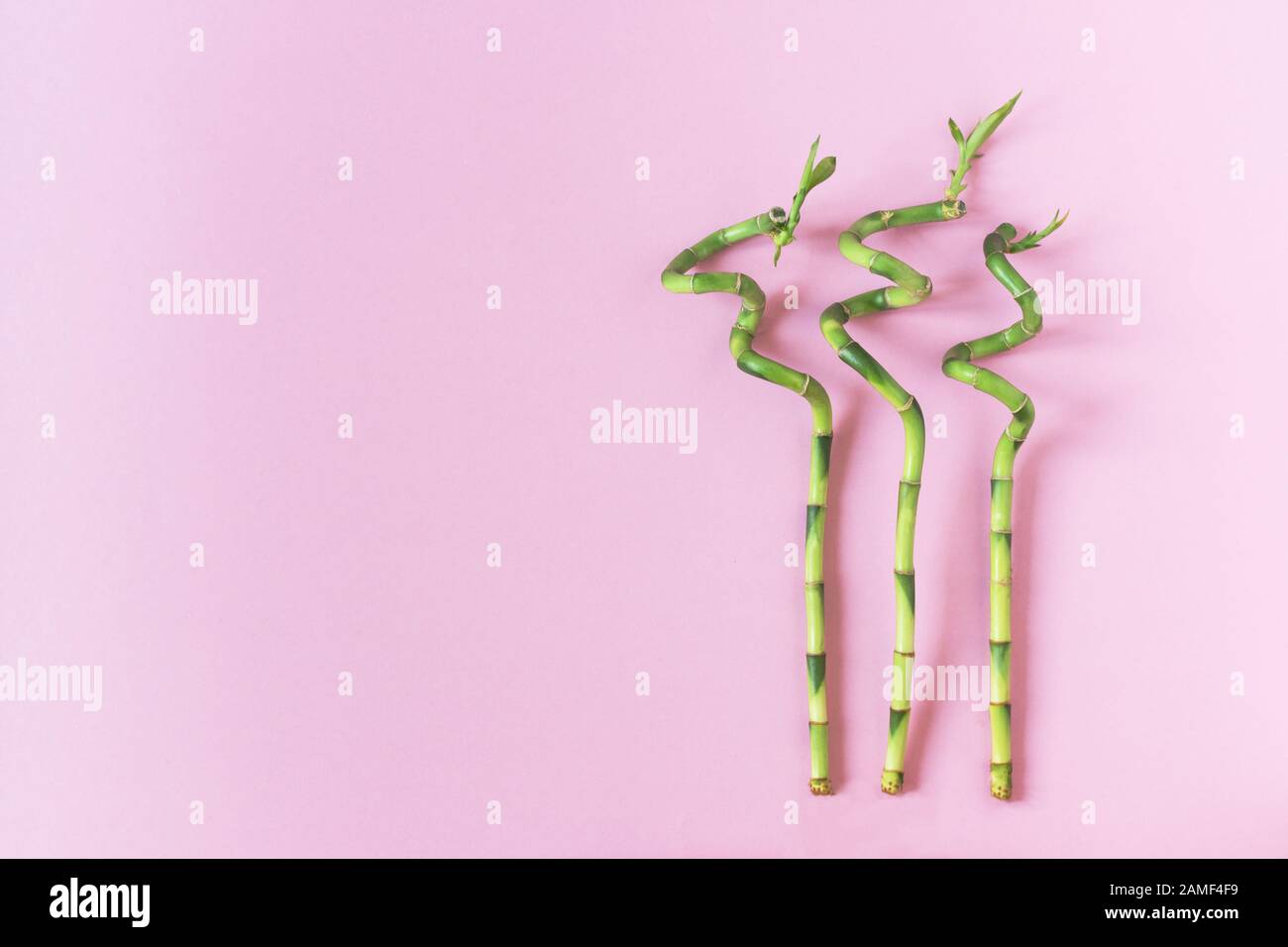 Drei Bambuszweige, die auf rosafarbenem Hintergrund liegen, lagen flach. Ökologie natürlicher Hintergrund mit Bambuspflanzen. Kopierbereich. Stockfoto