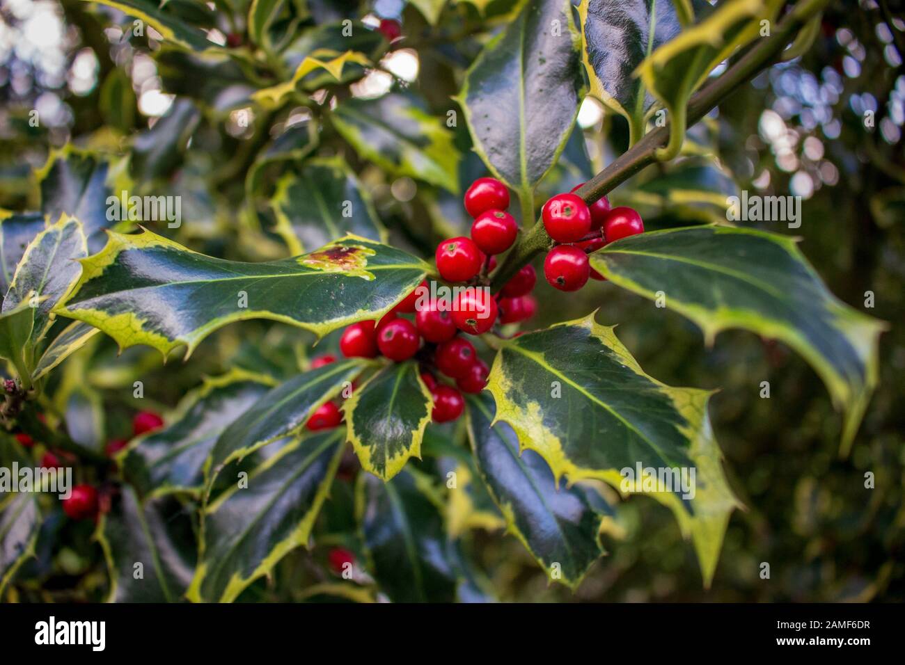 Holly Pflanze mit roten Beeren Stockfoto