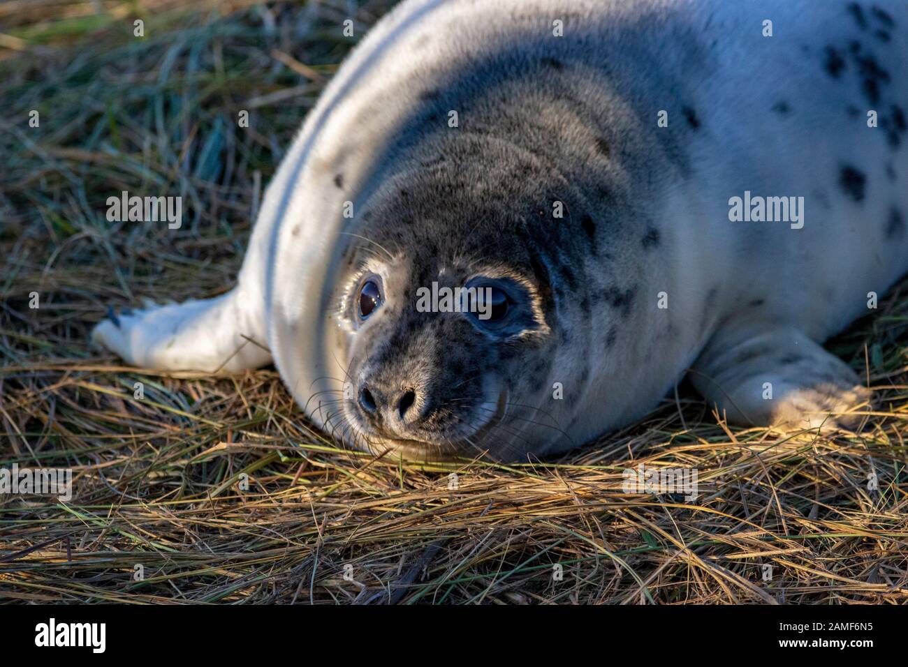 Grau Seal pup mit großen Augen auf trockenem Gras in die Sonne gelegt Stockfoto