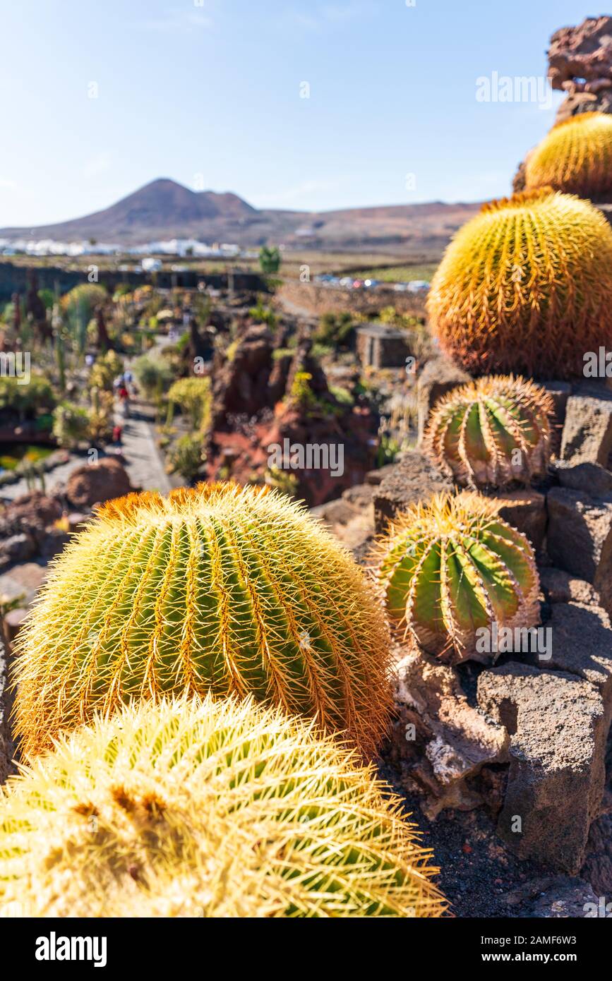 Kakteengarten mit Pflanzen auf Lanzarote, Kanarische Inseln, Spanien. Stockfoto
