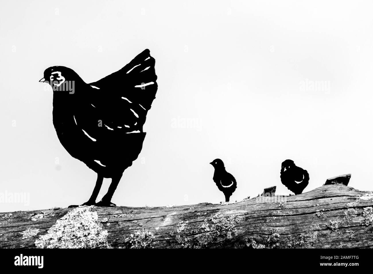 Eine schwarze Huhnsilhouette aus Metall, isoliert vor weißem Hintergrund Stockfoto