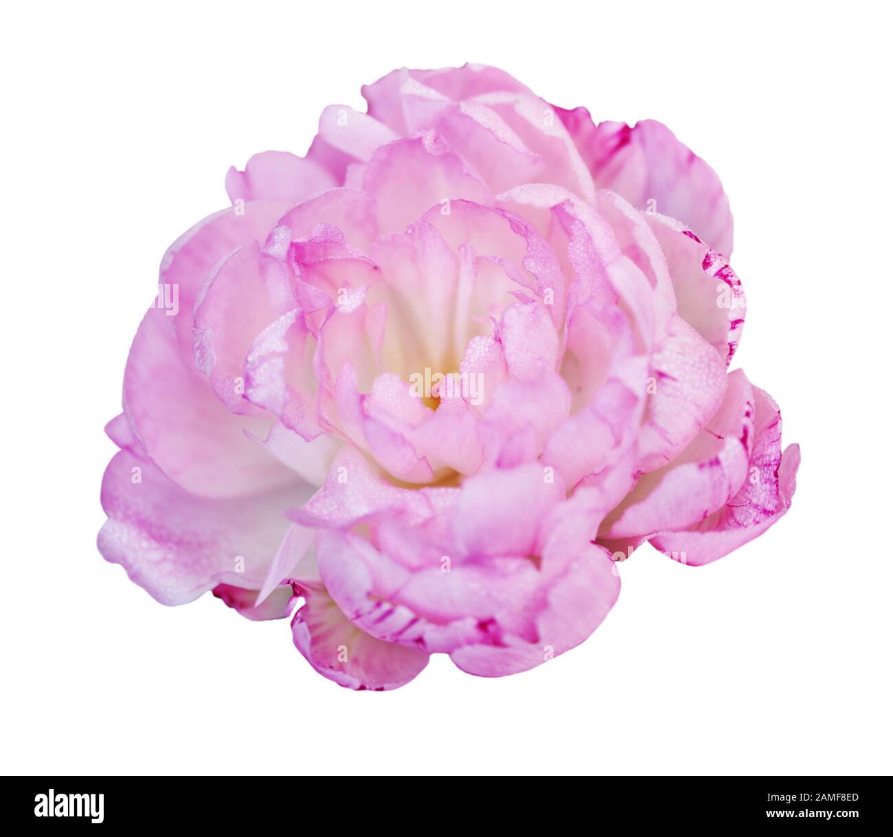 Wunderschöne Pfingstrose auf weißem Hintergrund. Rosa Blume isoliert. Stockfoto