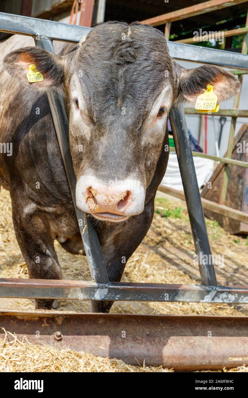 Herde of Bazadaise (Bos taurus) oder Grise de Bazas ist eine Fench-Rasse von Rinderrindern. England, Großbritannien Stockfoto