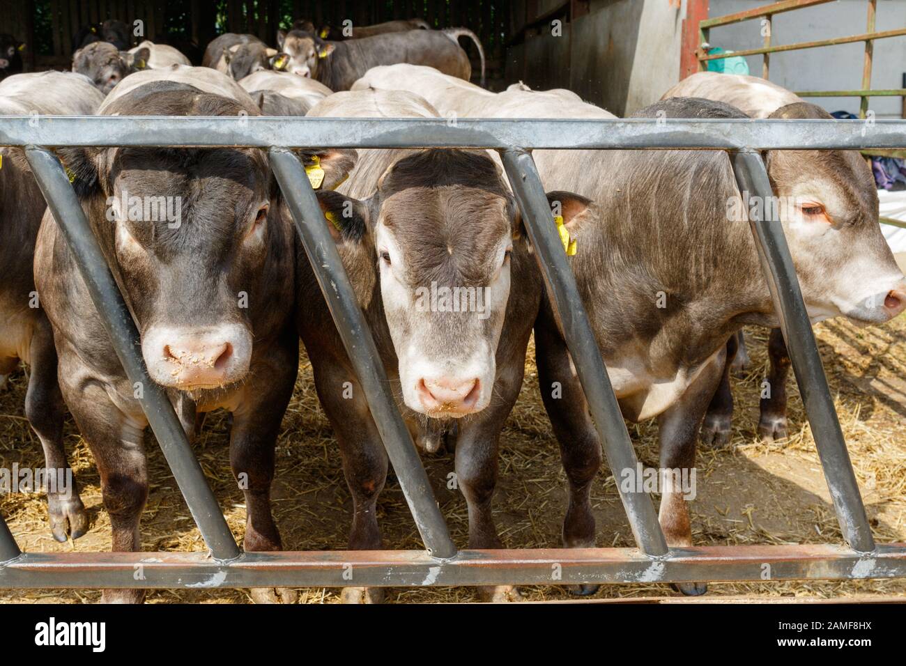 Herde of Bazadaise (Bos taurus) oder Grise de Bazas ist eine Fench-Rasse von Rinderrindern. England, Großbritannien Stockfoto