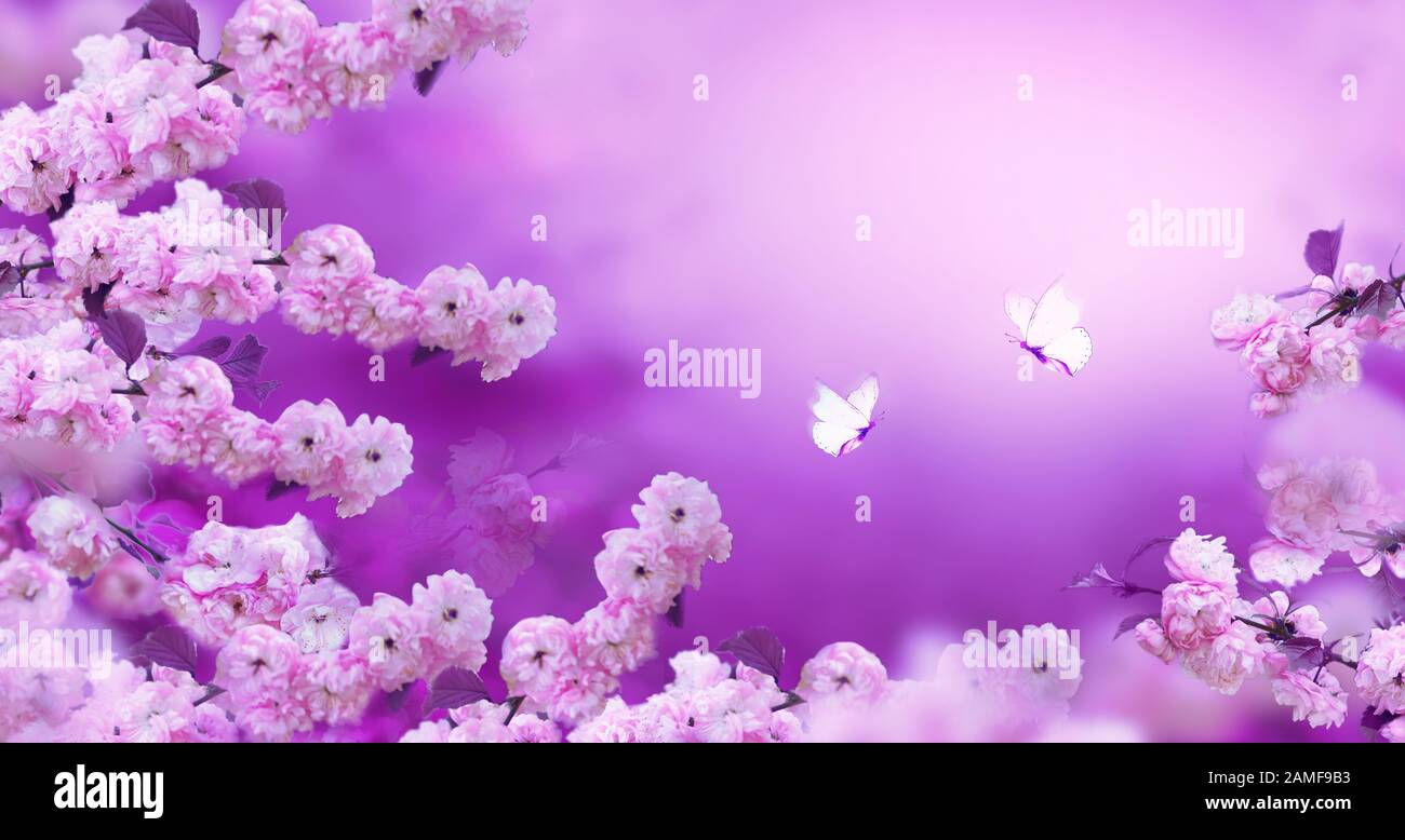 Niederlassungen der blühenden Aprikose auf rosa Hintergrund mit weißen Schmetterlingen. Schöne Blumen Frühling abstrakt Hintergrund der Natur. Für Hochzeit, Ostern Stockfoto