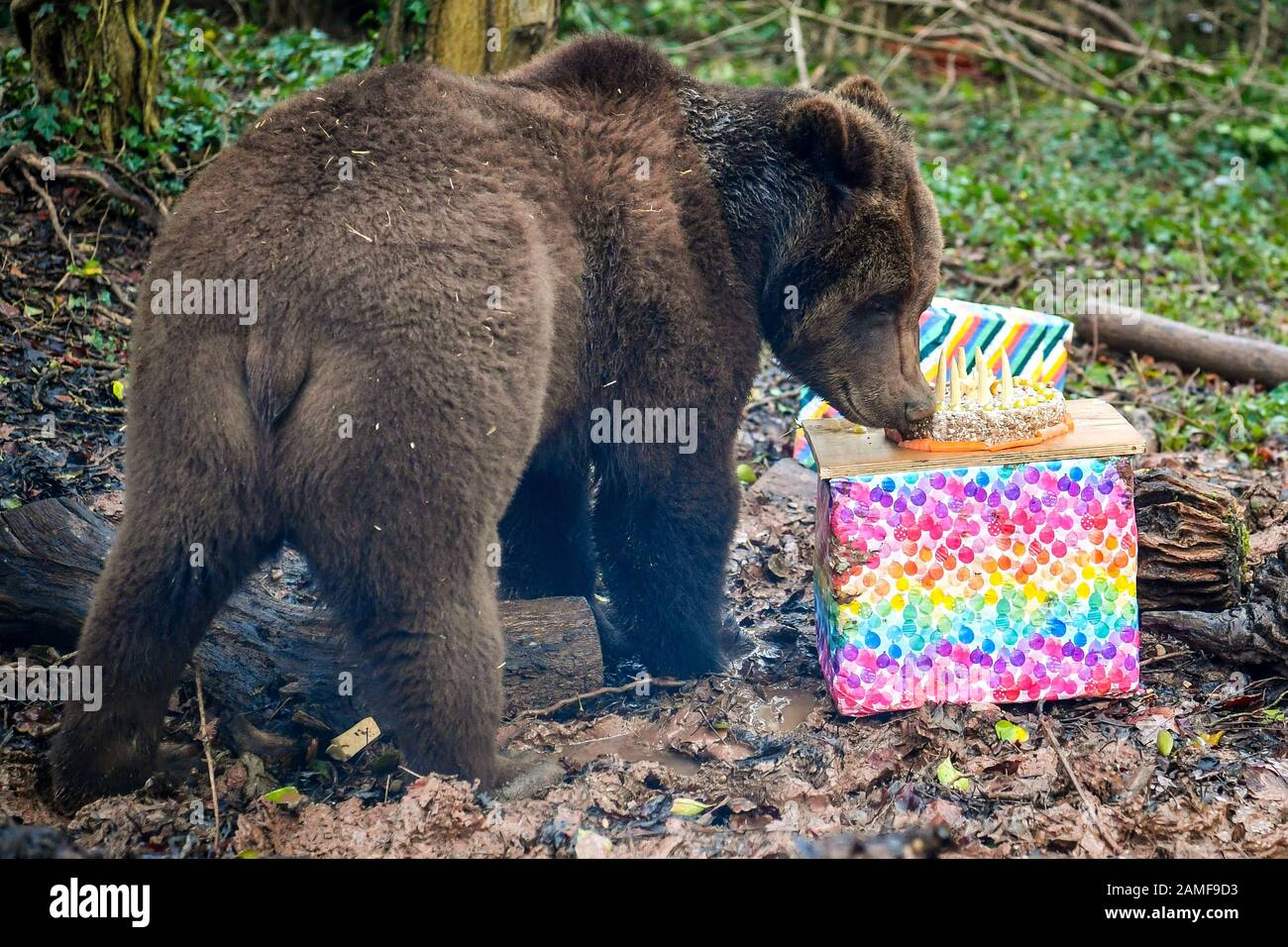 Die europäischen Braunbären feiern ihre Geburtstage und erhalten Geschenke und Leckereien im Wild Place Project des Bristol Zoos in South Gloucestershire, wo vier der Bären in Bear Wood innerhalb einer Woche ihre zweiten und dritten Geburtstage feiern. Stockfoto