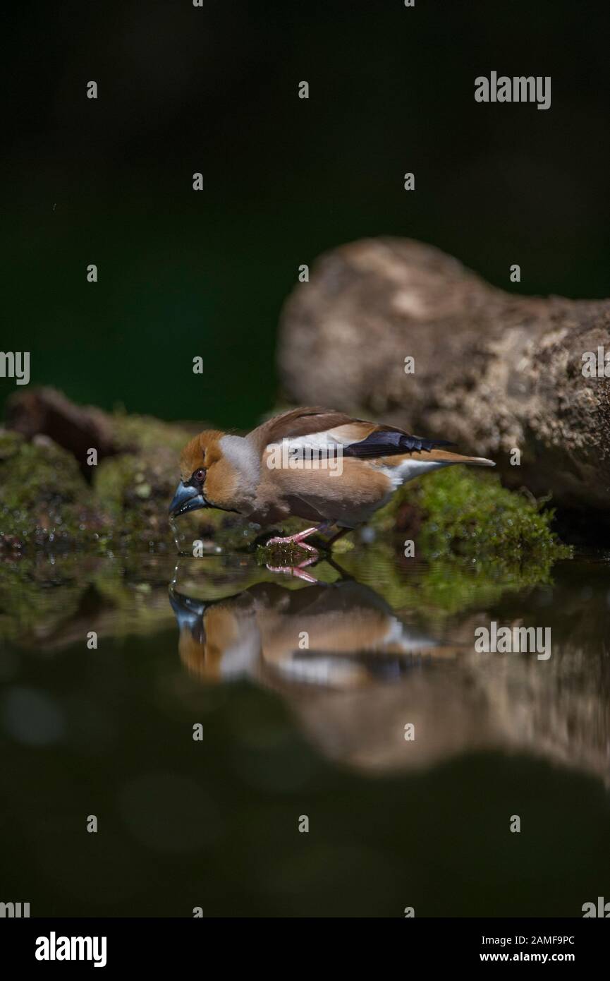 Hawfinch (Coccothraustes Coccothraustes), männlich am Trinkbecken, Hortobágy Nationalpark, Ungarn Stockfoto