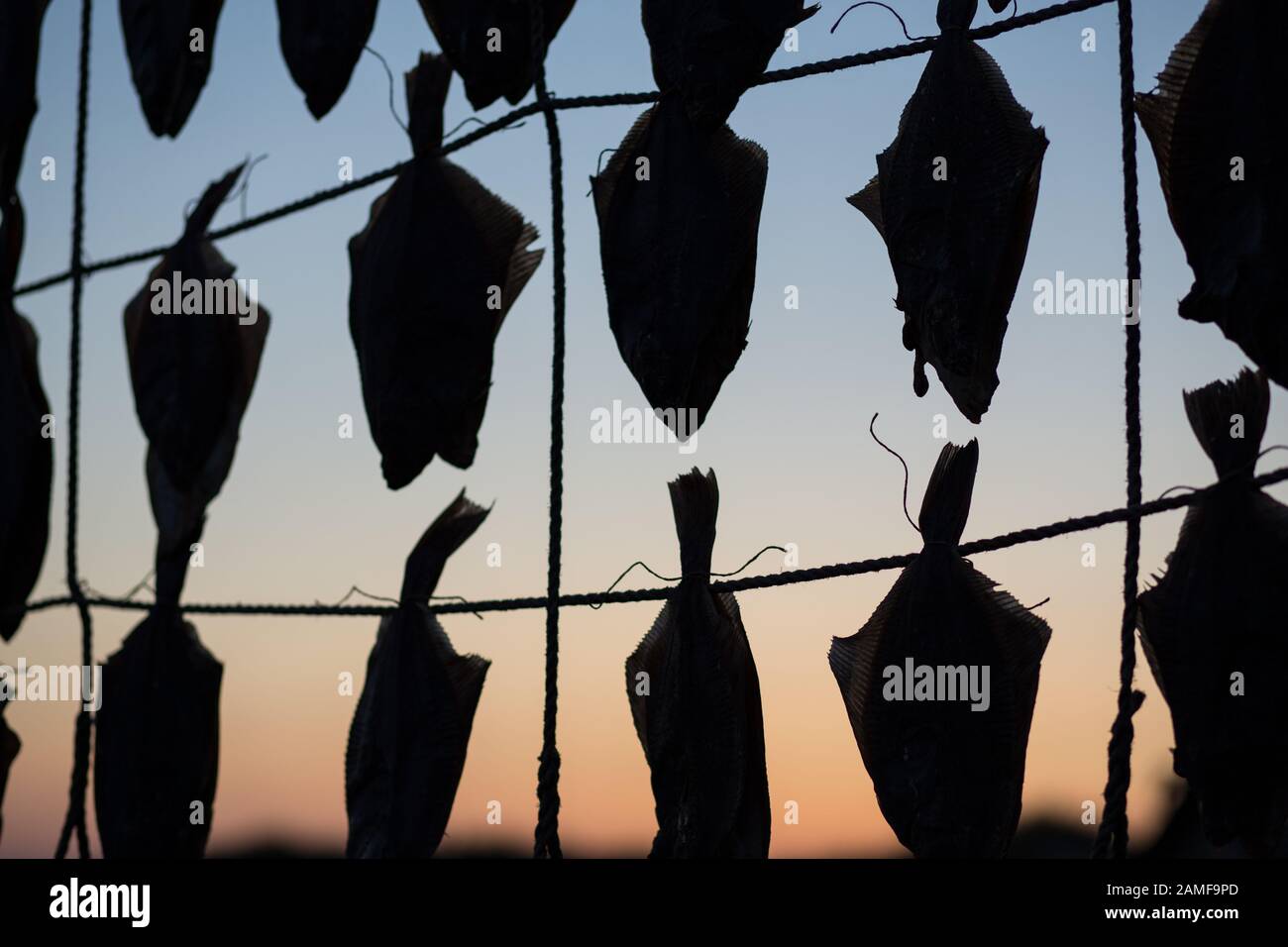 Fische hängend an Strand in Dänemark zu trocknen Stockfoto