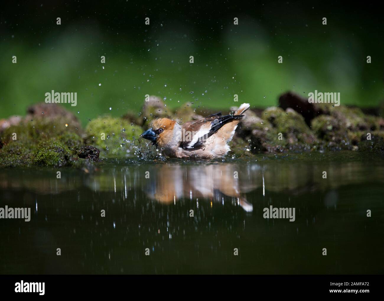 Hawfinch (Coccothraustes Coccothraustes), männlich am Trinkbecken, Hortobágy Nationalpark, Ungarn Stockfoto