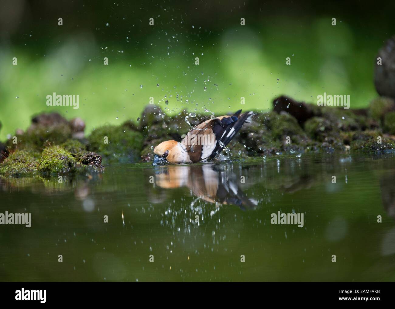 Hawfinch (Coccothraustes Coccothraustes), männlich am Trinkbecken, Hortobágy Nationalpark, Ungarn Stockfoto