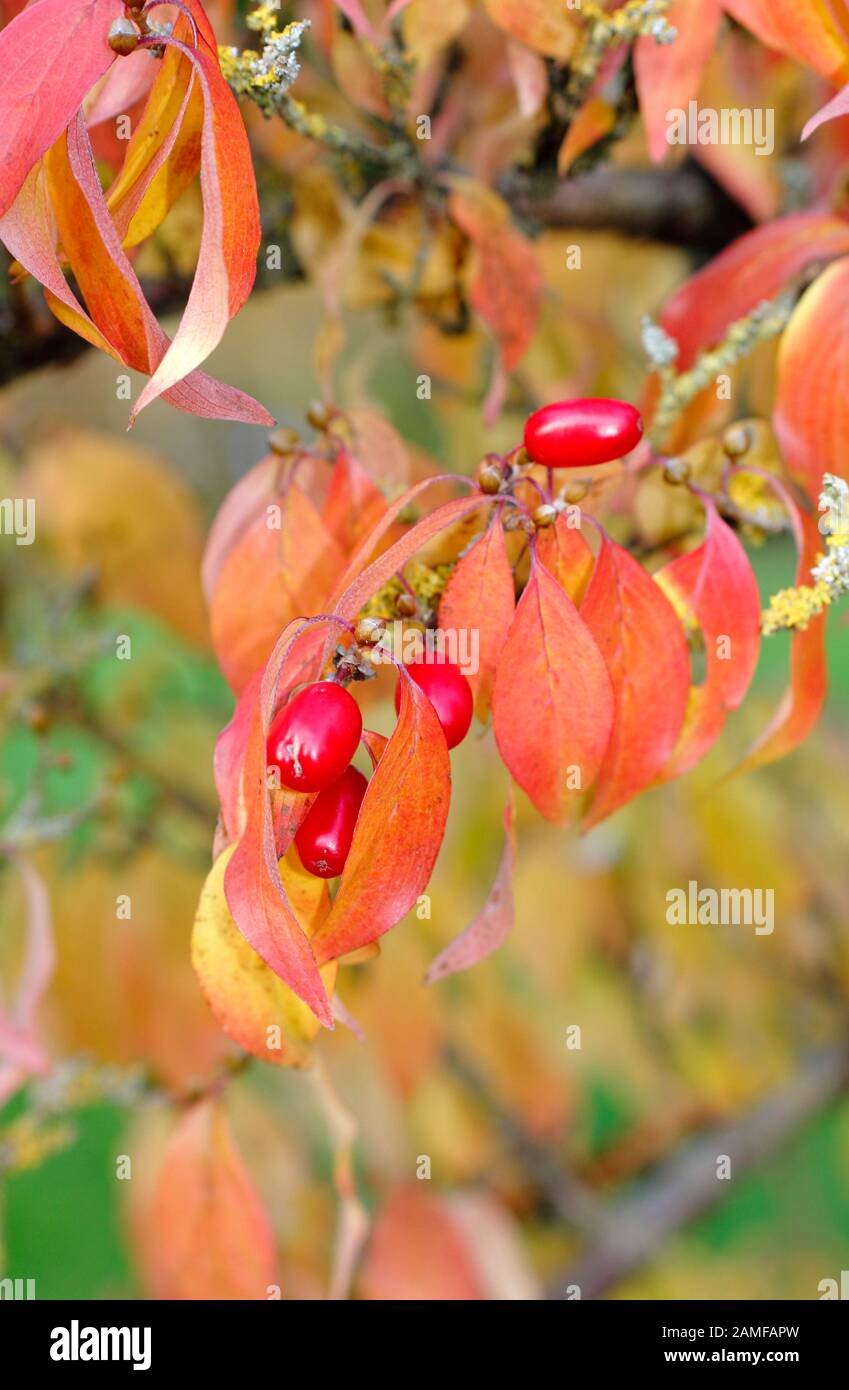 Cornus officinalis. Japanische Cornelische Kirsche, eine Art von Dogwood, die charakteristische Herbstfarben und rote Früchte zeigt. GROSSBRITANNIEN Stockfoto