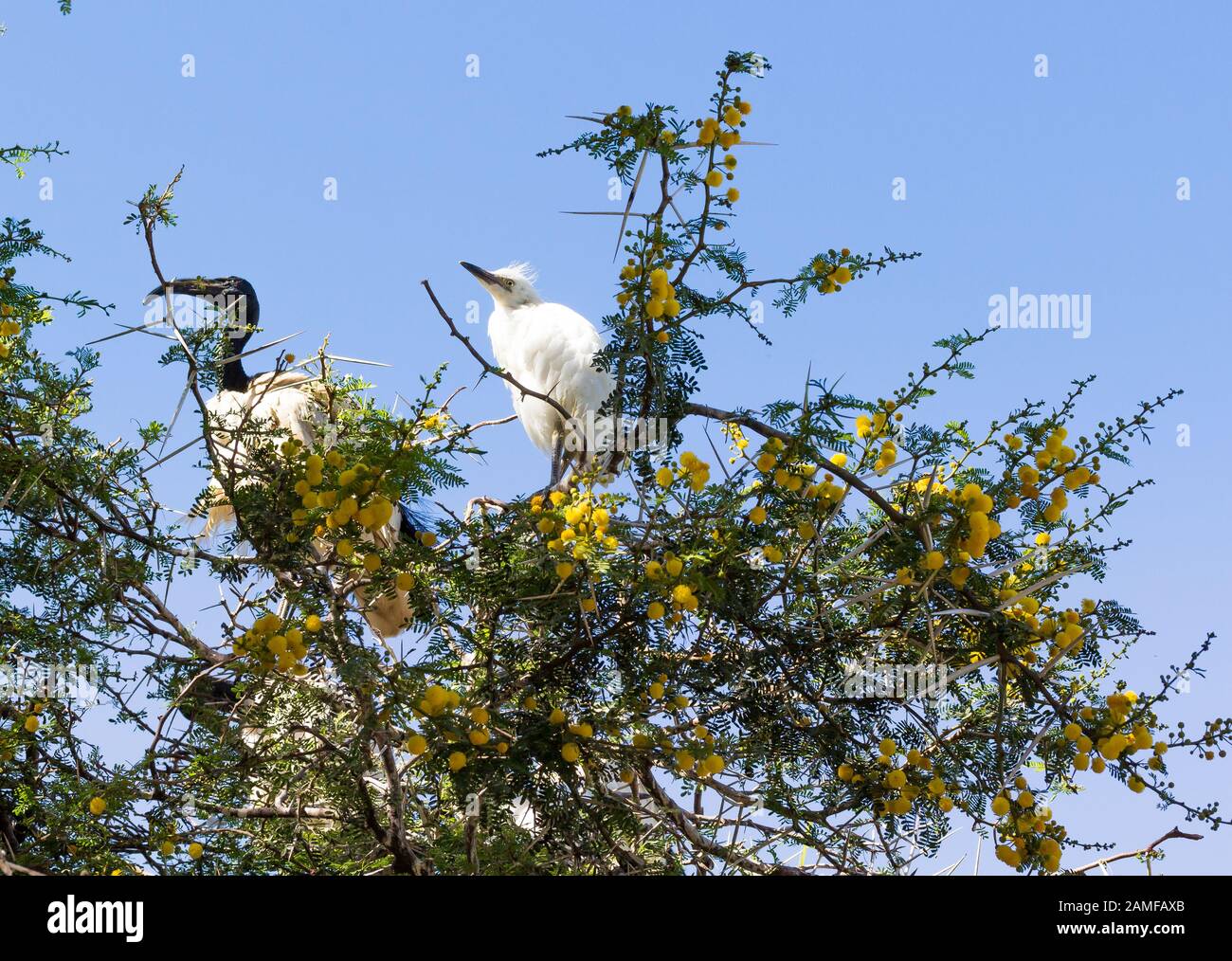Heiliges Ibis-Vogel mit Küken im Mimosa-Baum in Montagu, Südafrika Stockfoto
