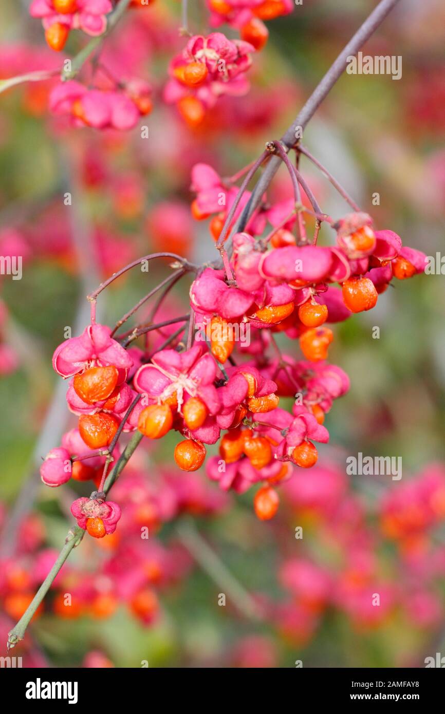 Euonymus europaeus 'Red Cascade' Spindelbaum zeigt im Herbst markante leuchtend rosafarbene Früchte und orangefarbene Samen. GROSSBRITANNIEN Stockfoto