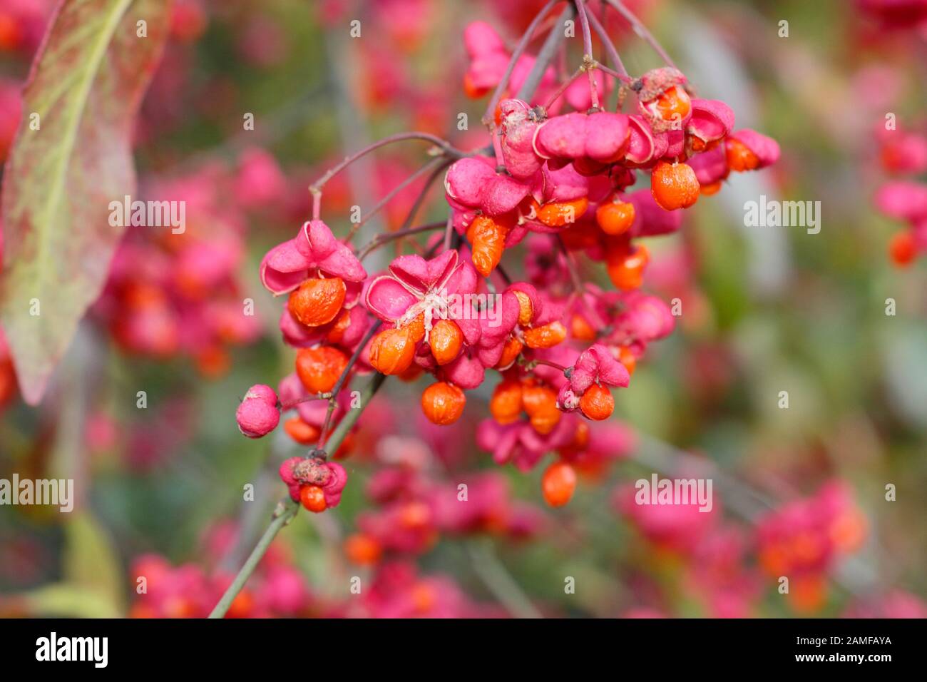 Euonymus europaeus 'Red Cascade' Spindelbaum zeigt im Herbst markante leuchtend rosafarbene Früchte und orangefarbene Samen. GROSSBRITANNIEN Stockfoto