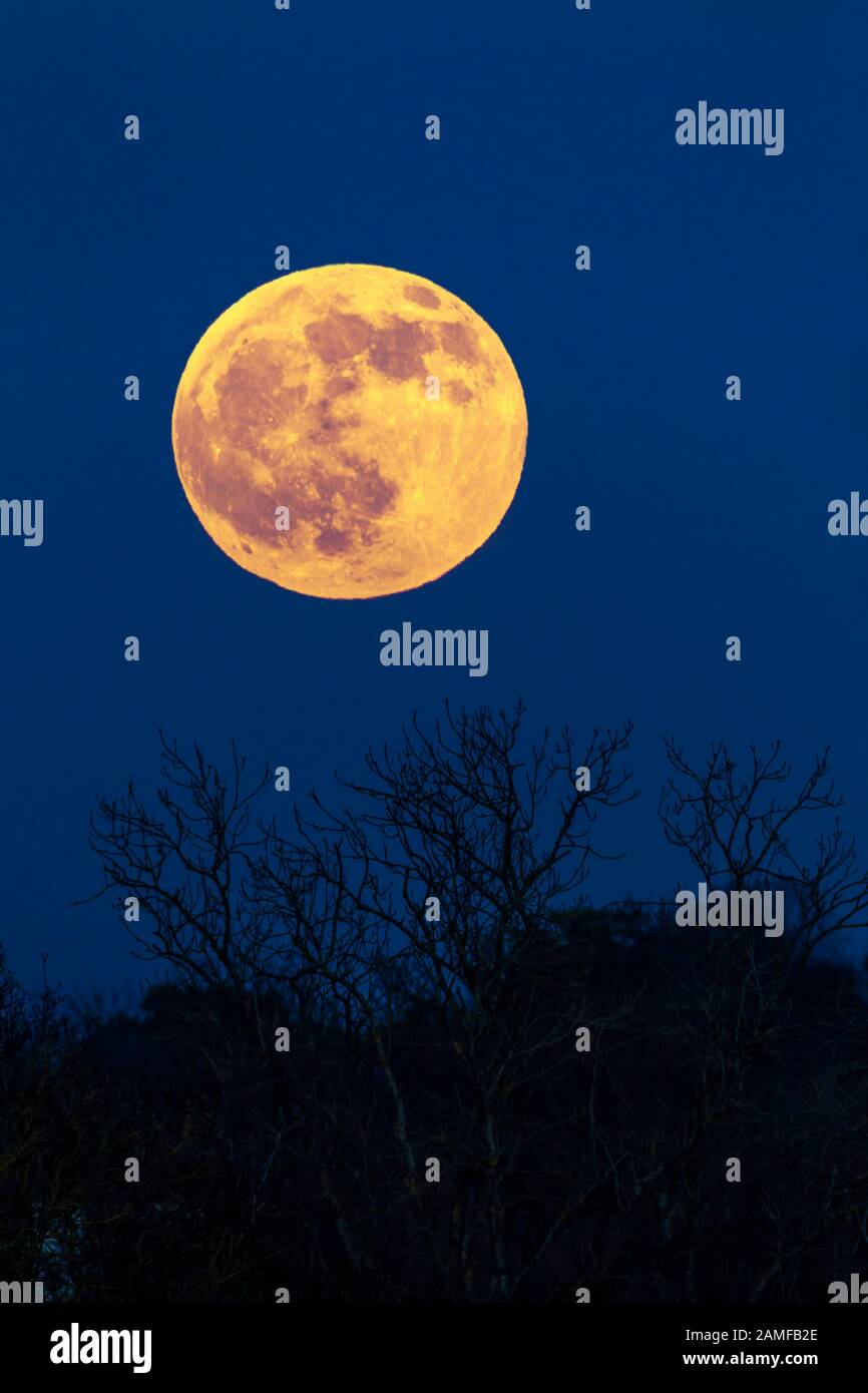 Der erste Vollmond im Januar wird oft Wolf Moon genannt, der hier am frühen Abend über Abington Park, Northampton, Großbritannien, aufsteigt. Stockfoto