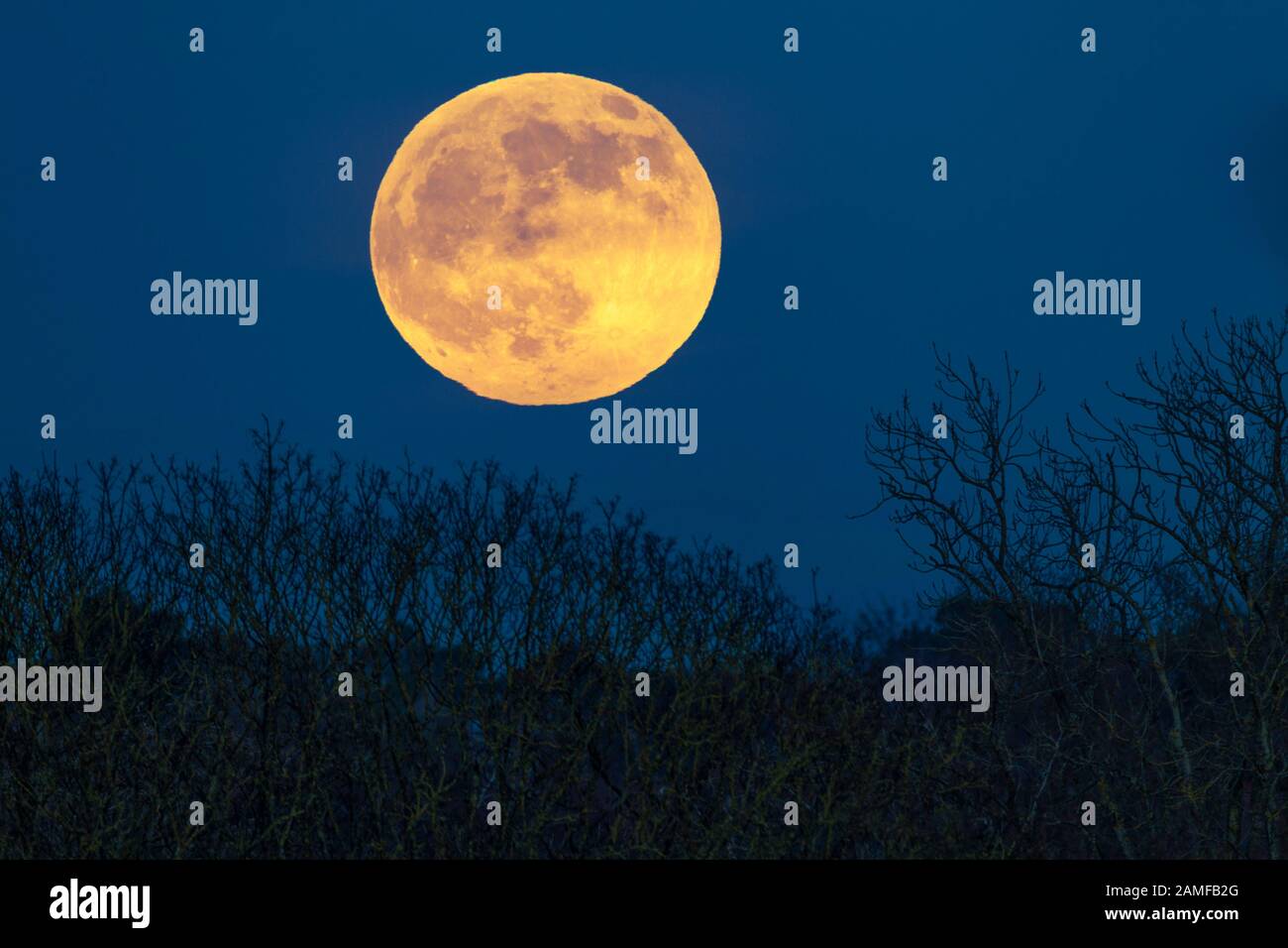 Der erste Vollmond im Januar wird oft Wolf Moon genannt, der hier am frühen Abend über Abington Park, Northampton, Großbritannien, aufsteigt. Stockfoto