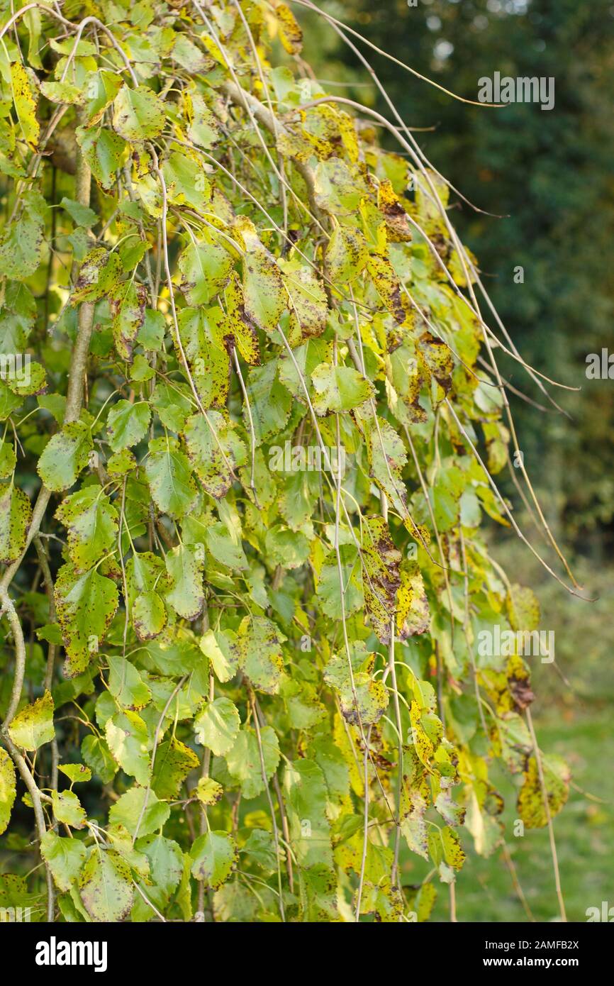 Morus alba 'Pendula'. Weinender weißer Maulbeerbaum im Spätsommer mit charakteristischer weinender Gewohnheit. GROSSBRITANNIEN Stockfoto