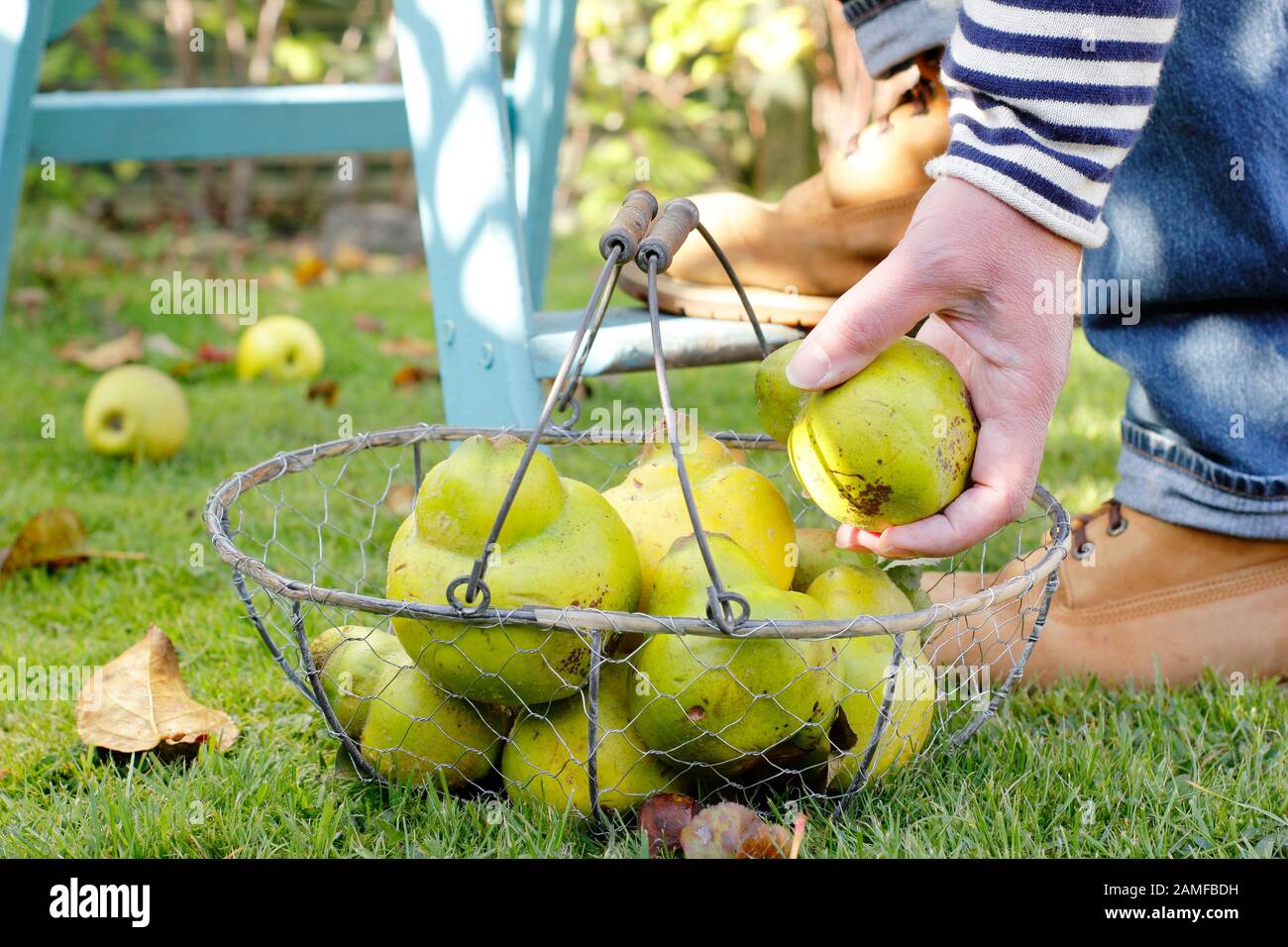 Cydona oblonga 'Vranja'. Quince Früchte, die von männlichen Gärtnern in einem Garten in den Drahtkorb gesammelt wurden. GROSSBRITANNIEN Stockfoto