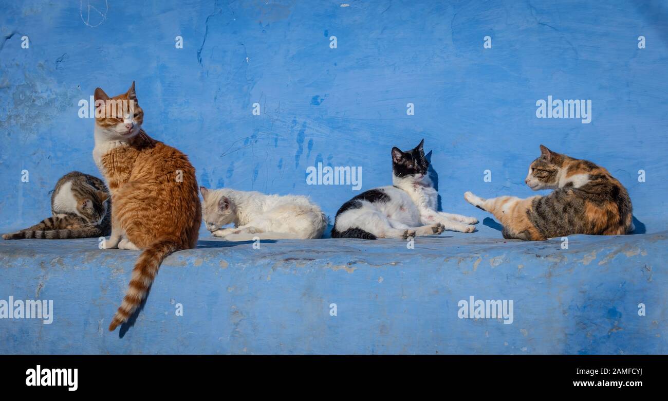Streunende Katzen in blauem Hintergrund in Chefchaouen, Marokko Stockfoto