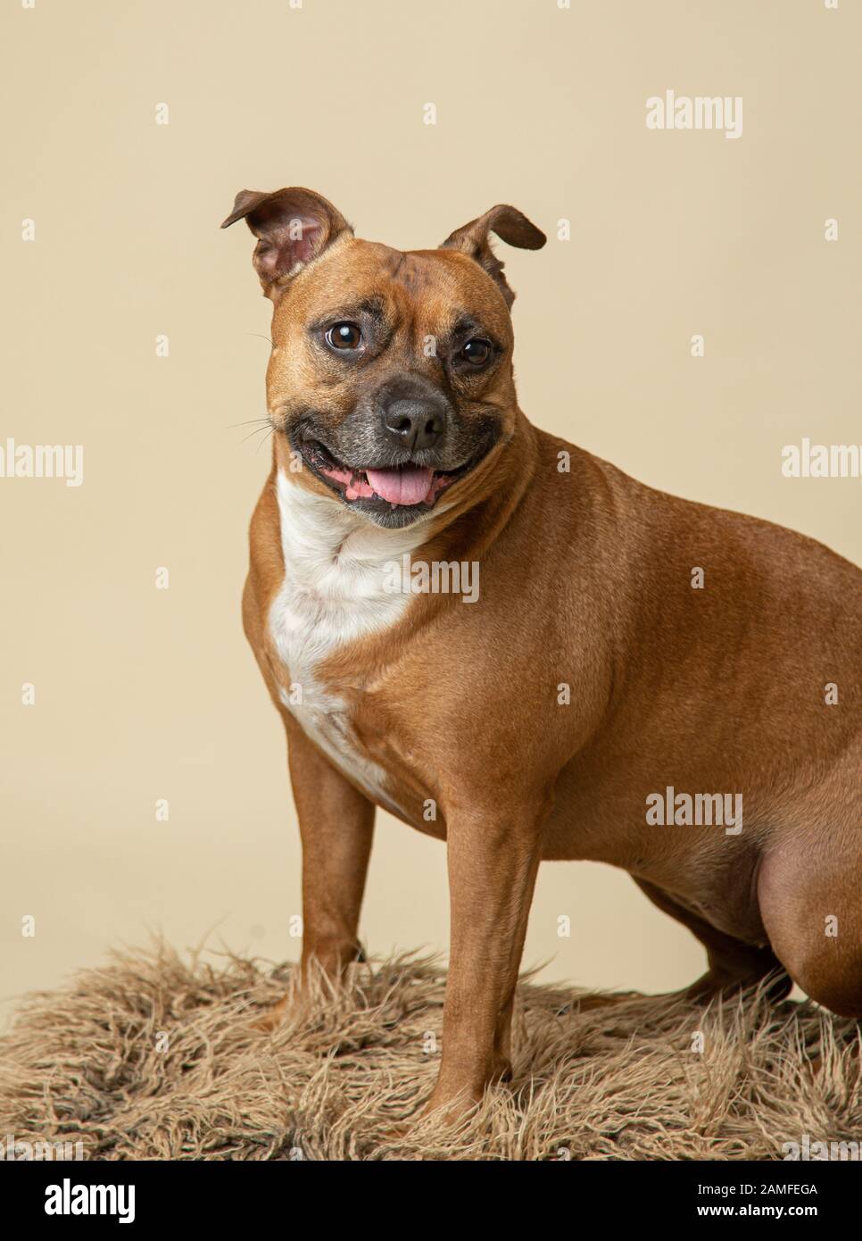 Staffordshire Bullterrier in einem Studio-Porträt auf cremefarbenem Hintergrund und auf hellbraunem Fell stehend. Stockfoto