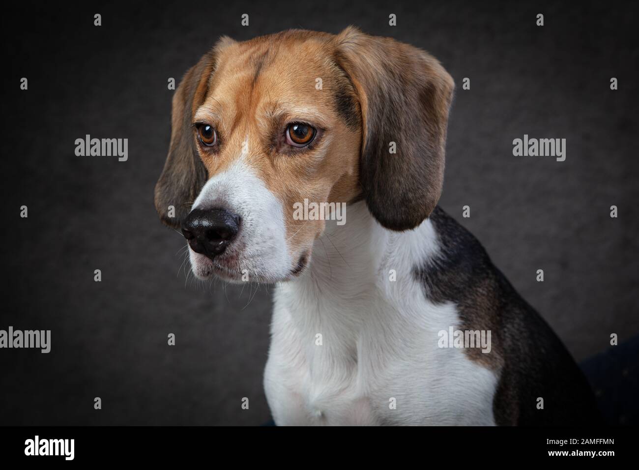 Beagle Kopfaufnahme mit Blick auf die Beleuchtung des Kamerastudios und die graue Kulisse Stockfoto