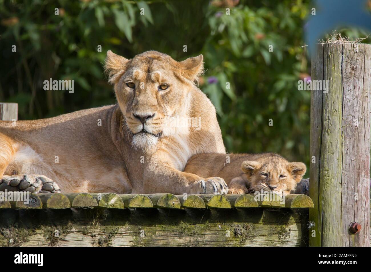 Nahaufnahme der asiatischen Löwin (Panthera leo persicus), die bei der Sommersonne im Cotswold Wildlife Park, Großbritannien, mit einem niedlichen Löwenjungen im Freien liegt. Stockfoto