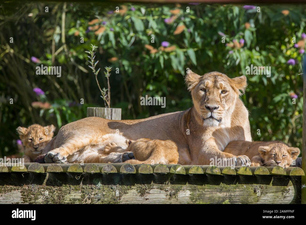 Nahaufnahme der asiatischen Löwin (Panthera leo persicus), die mit niedlichen Löwenkuppen im Freien bei Sonnenschein im Sommer liegt, im Gehege im Cotswold Wildlife Park, Großbritannien. Stockfoto