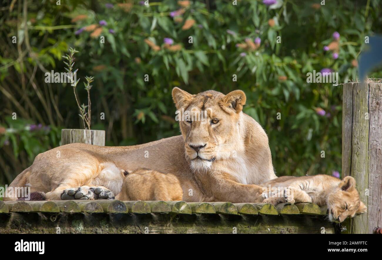 Nahaufnahme der asiatischen Löwin (Panthera leo persicus), die mit niedlichen Löwenkuppen im Freien bei Sonnenschein im Sommer liegt, im Gehege im Cotswold Wildlife Park, Großbritannien. Stockfoto