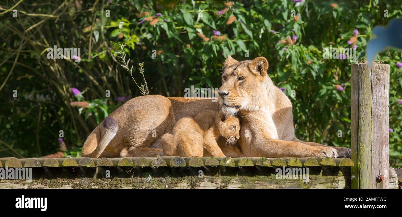 Nahaufnahme der asiatischen Löwin (Panthera leo persicus), die bei der Sommersonne im Cotswold Wildlife Park, Großbritannien, mit einem niedlichen Löwenjungen im Freien liegt. Stockfoto