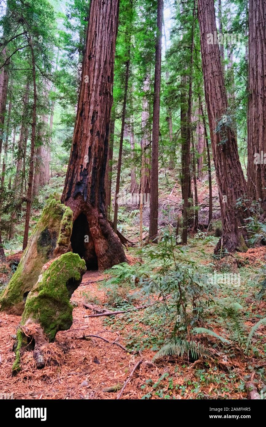 Unterwuchs im Redwood Forest Stockfoto