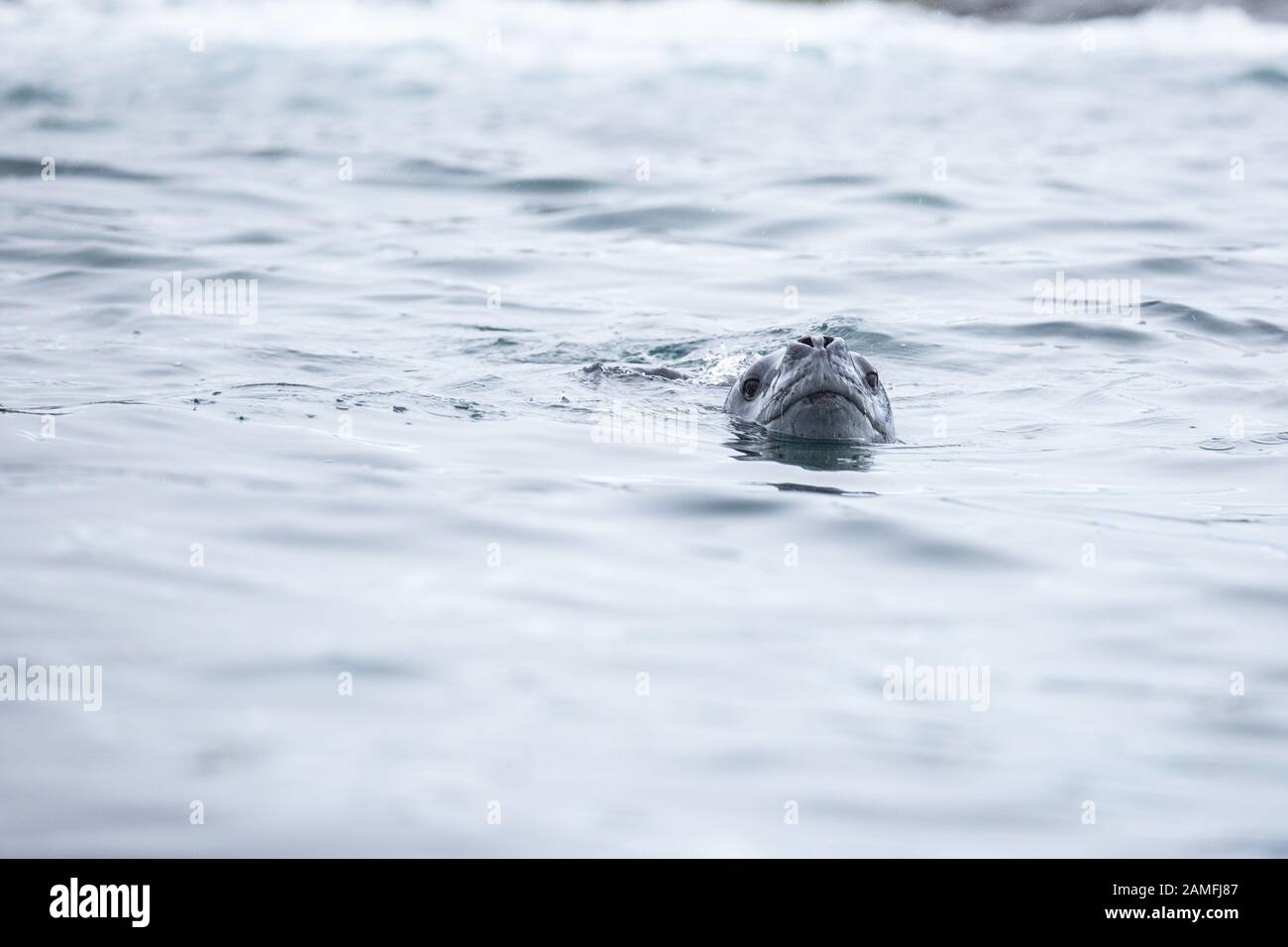 Leopardendichtung (Hydrurga leptonyx) schwimmend im eisigen Wasser. Antarktis. Stockfoto