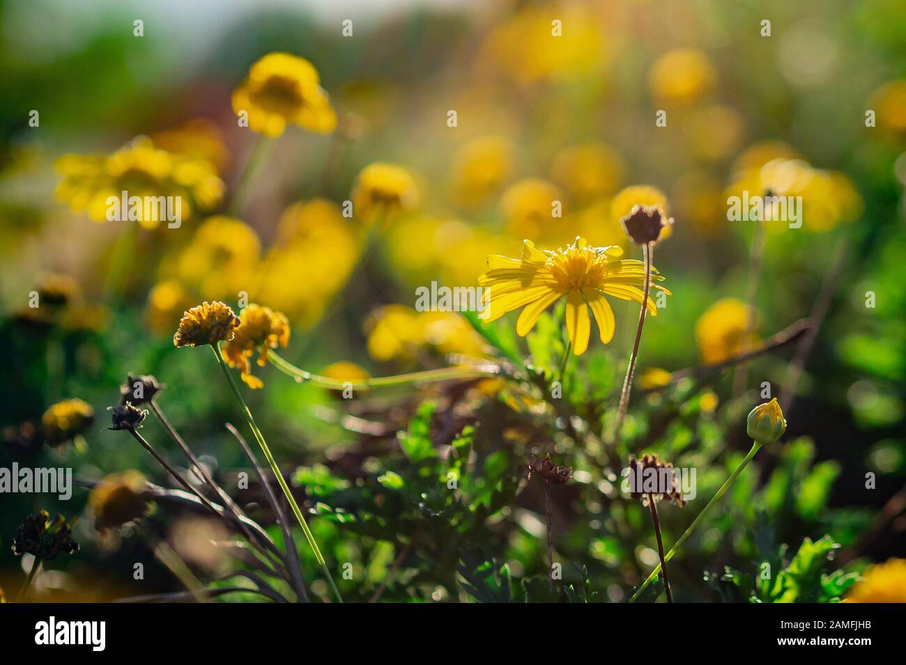 Gelbe Wildblumen bei Sonnenuntergang Stockfoto