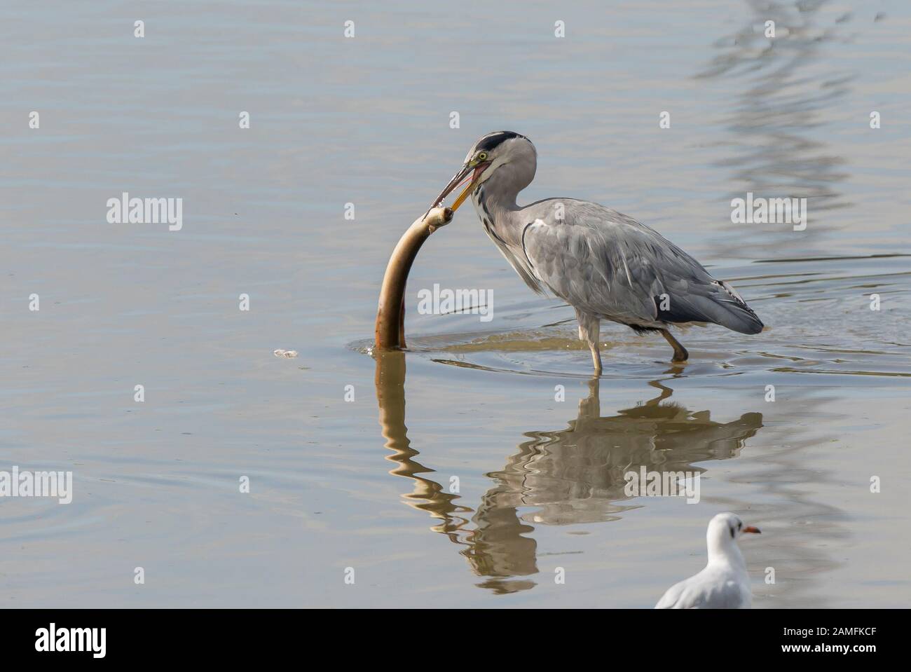 Seitenansicht Nahaufnahme von UK-Graureiher (Ardea cinerea), die in Wasser isoliert stehen und kämpfen, um großen Aal zu essen. Hungriger gieriger Vogel, großer Appetit. Stockfoto