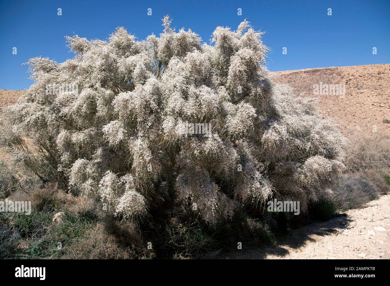 Nahaufnahme der weißen Blumen des weißen Beseners Retama Raetam, Der Im Februar In Israel Fotografiert wurde Stockfoto