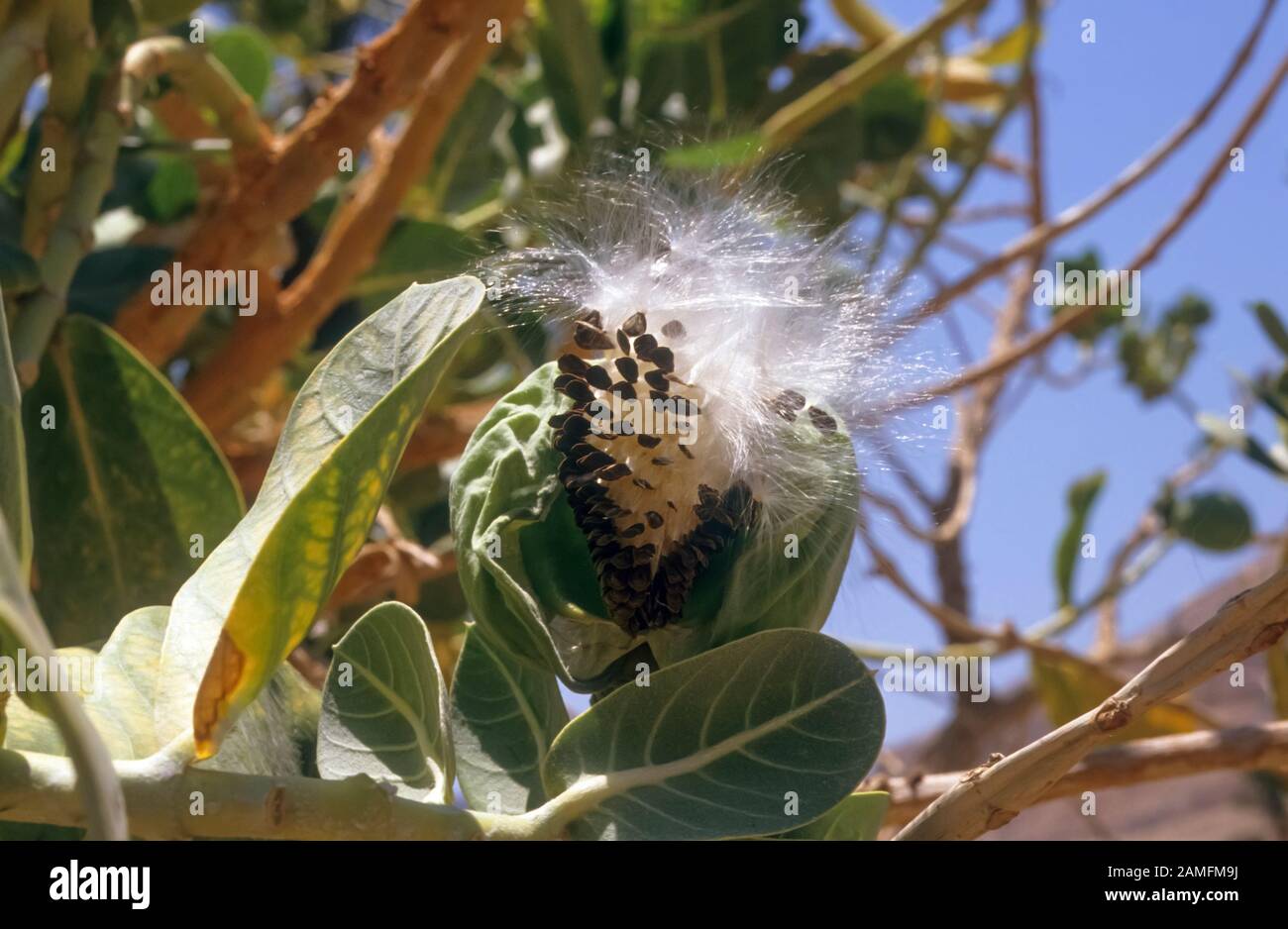 Calotropis procera ist eine blühende Pflanzenart in der Familie Apocynacene die reifen Samen werden durch Wind verteilt. Die grünen Früchte enthalten einen giftigen Mi Stockfoto