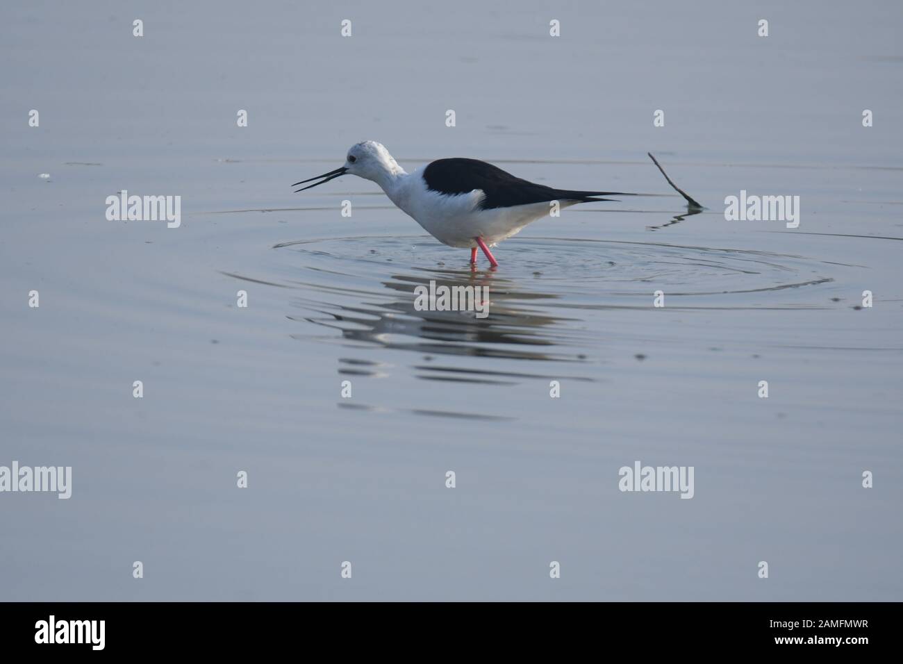 Fischvögel Zugvögel Stockfoto