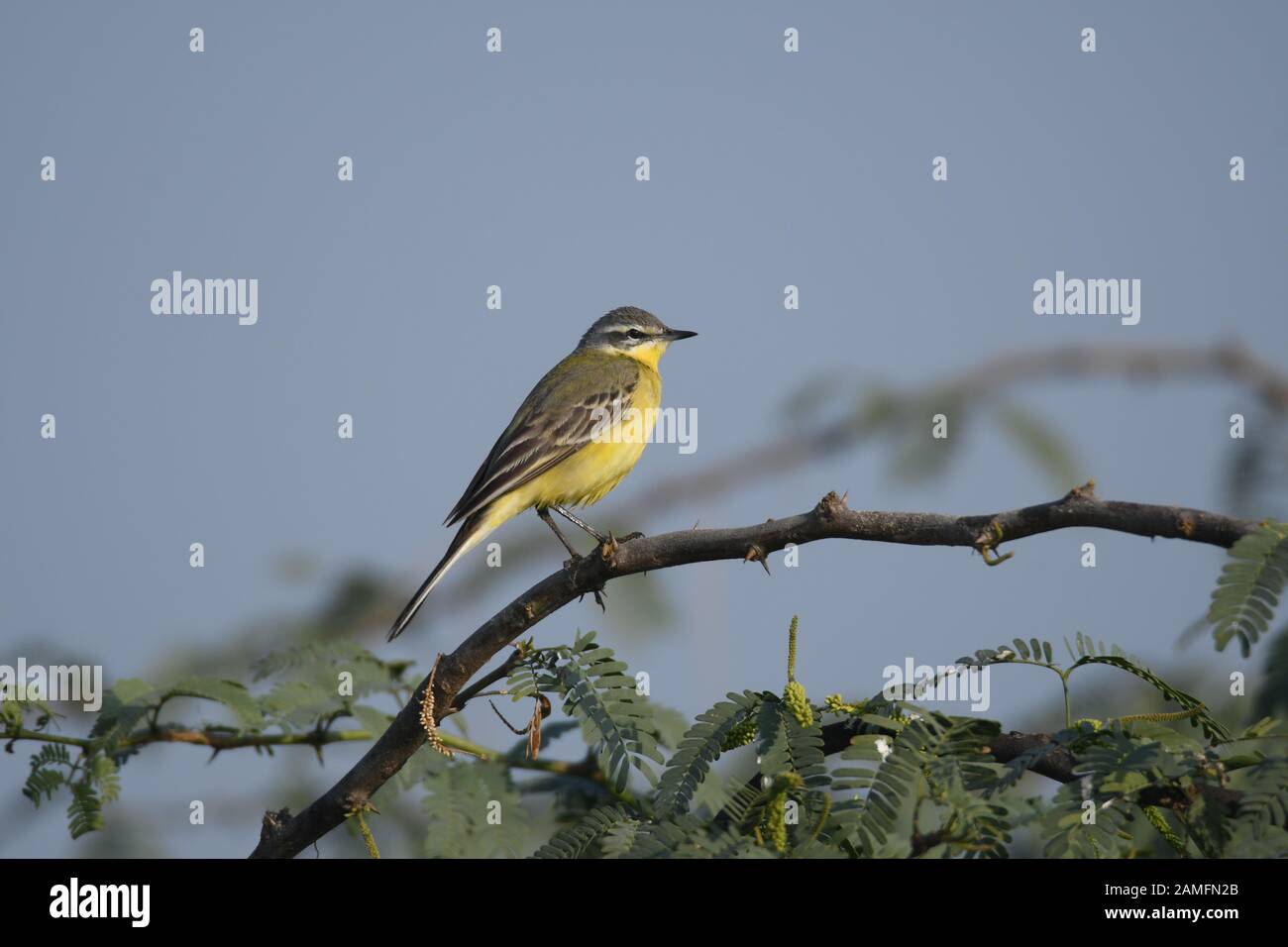 Fischvögel Zugvögel Stockfoto