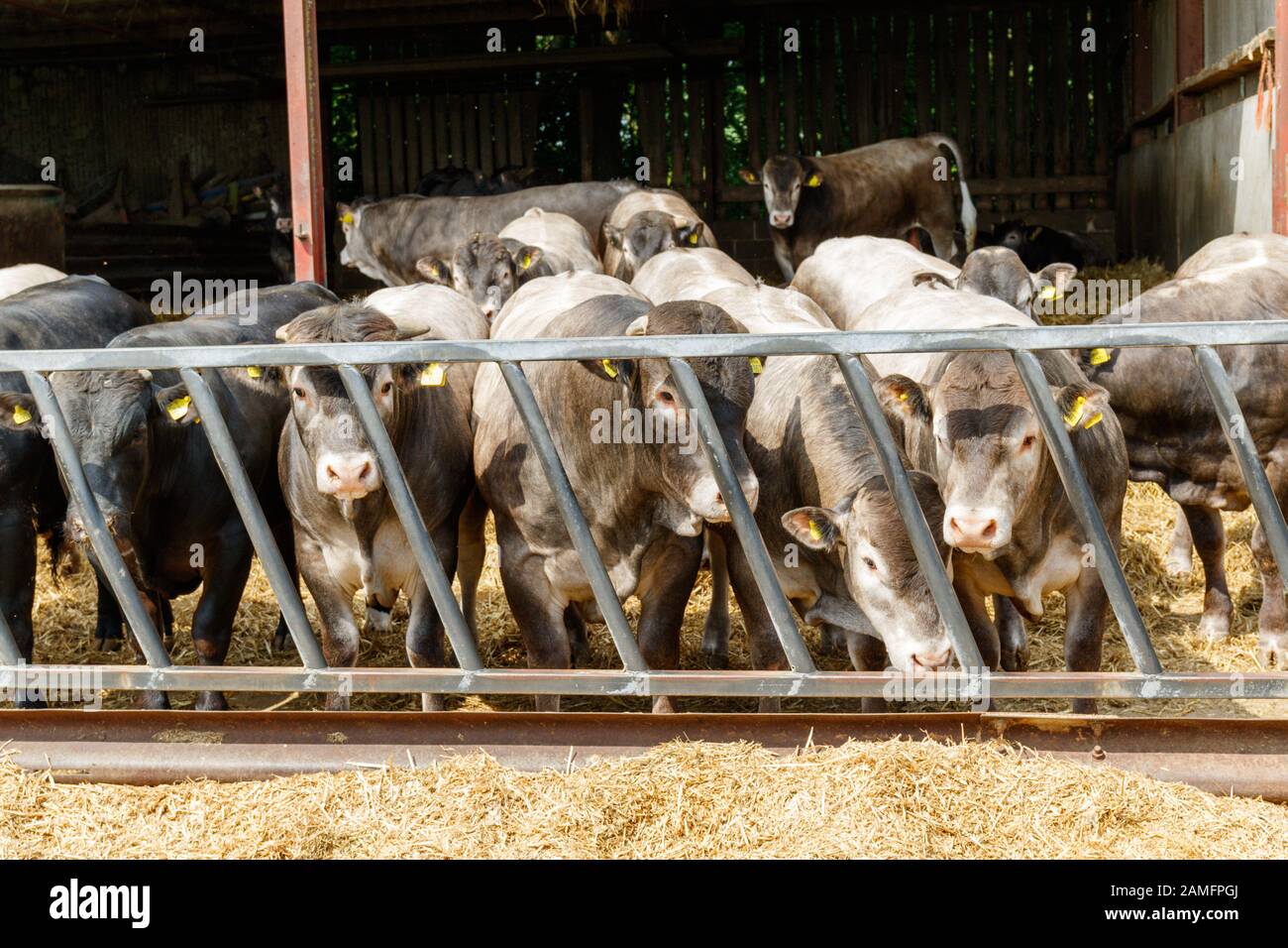 Herd of Bazadaise (Bos taurus) oder Grise de Bazas ist eine Fench-Rasse von Rinderfütterung, England, Großbritannien Stockfoto