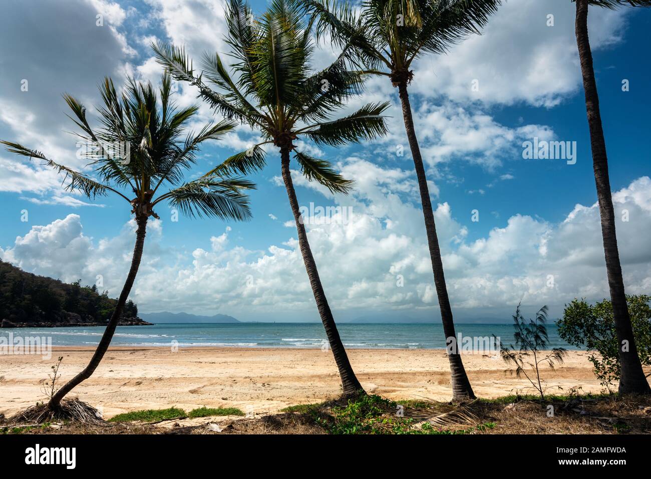 Wunderschöne Palmen in der Geoffrey Bay auf Magnetic Island. Stockfoto