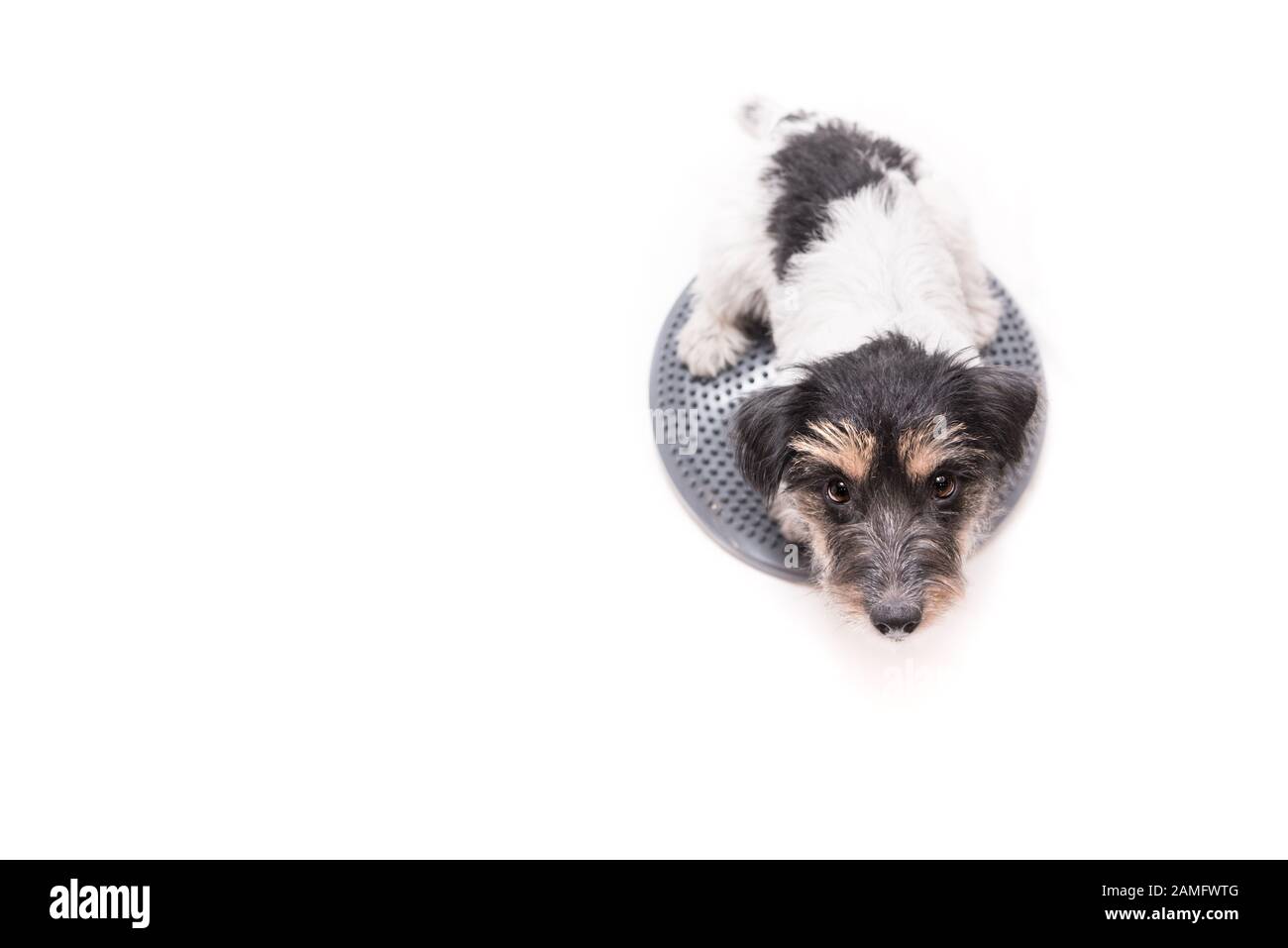 Kleiner Hund auf dem Balance-Pad isoliert auf weiß. Der süße Jack Russell Terrier Doggie, 3 Jahre alt, der Haarstil ist rau. Stockfoto