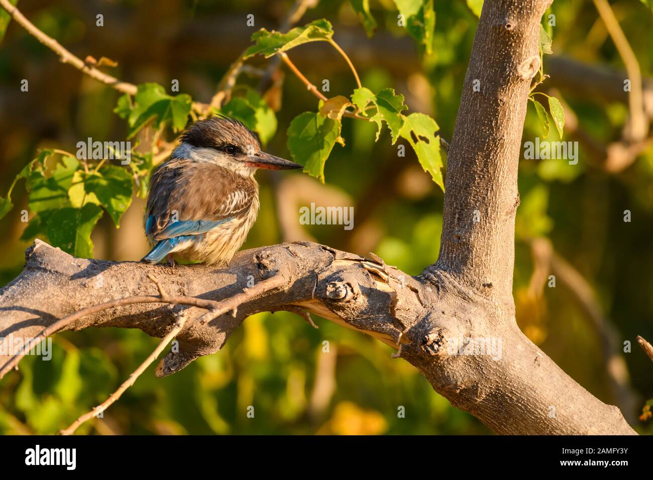 Gestreifter Kingfisher, Halcyon chelicuti, Bushman Plains, Okavanago Delta, Botswana Stockfoto