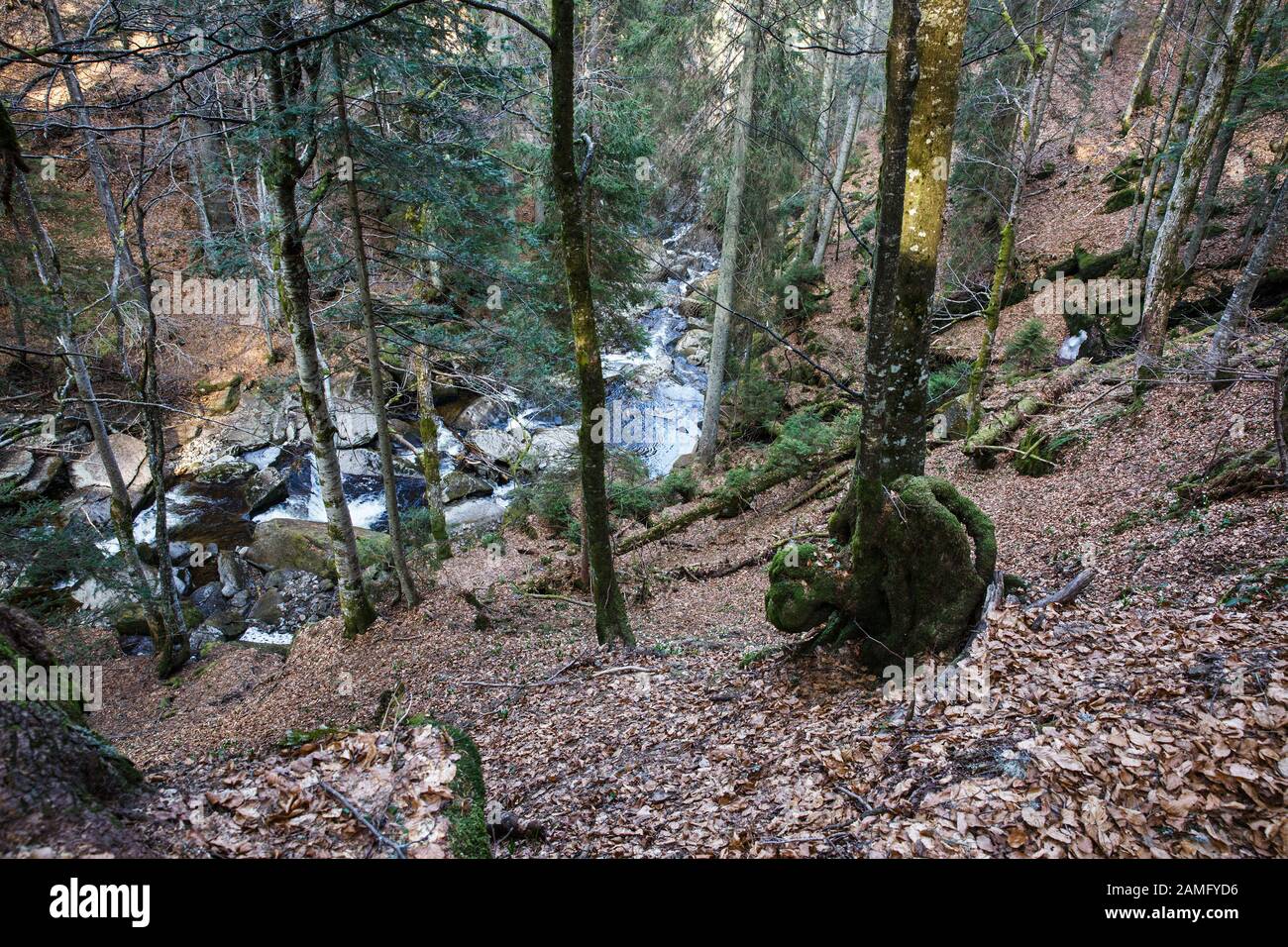 Wildwald mit Bach. Baum mit Gnarl. Ökologie, natürliche Umwelt und Biomassekonzept. Stockfoto