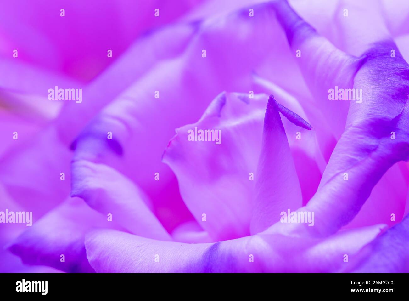 Makroschuss aus strahlender violetter Rosenblüte Stockfoto