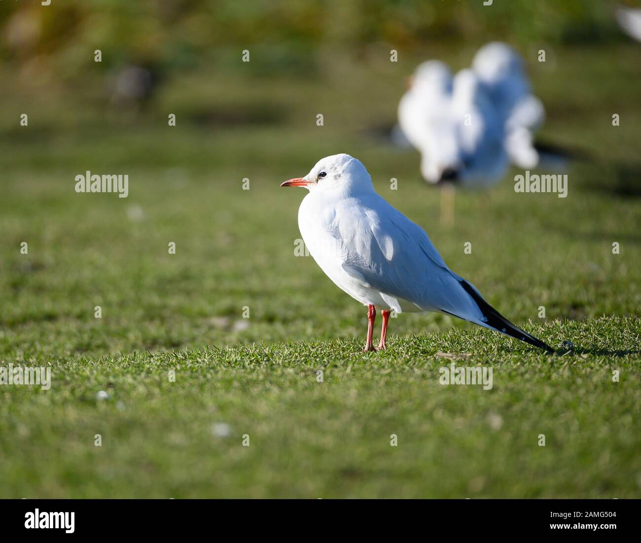 Black Headed Gull, Northumberland, Großbritannien Stockfoto